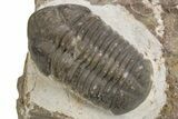 Small-Eyed Struveaspis Trilobite - Jorf, Morocco #301770-1